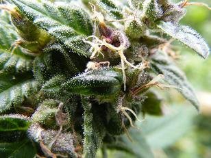 PURP AFFY 2 CLOSE.JPG