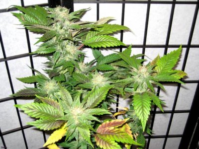 mango13 funk 39 days.jpg