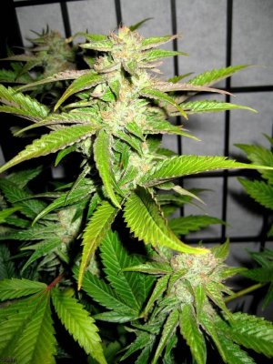 mango13 funk 39 days 01.jpg