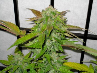 mango13 funk 49 days  01.jpg
