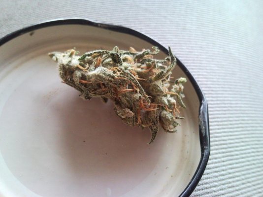 Northern Lights x SSH x Juicy Fruit