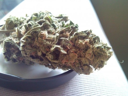 Northern Lights x SSH x Juicy Fruit