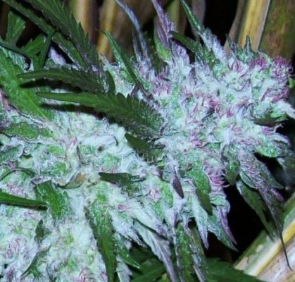 Reeferman skunk