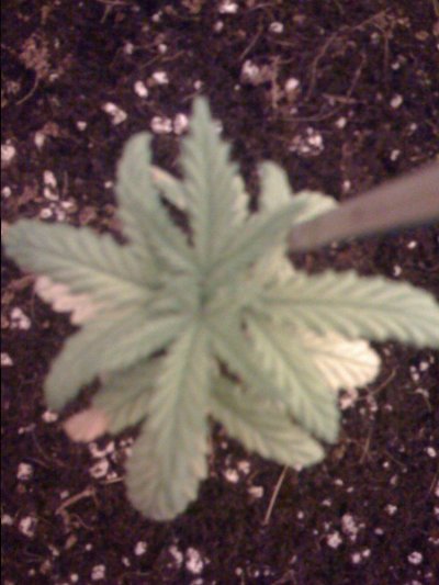 help yellow leaves