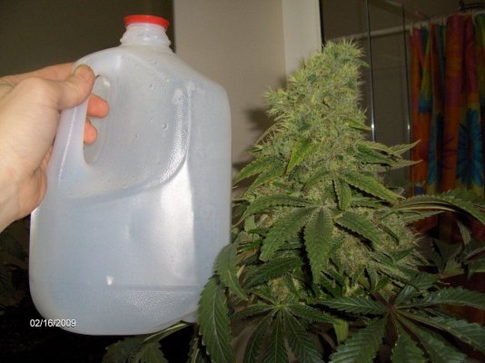pretty-big-cola-big-like-a-milk-jug.jpg