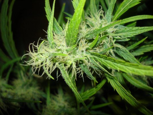 week 8 and outdoor 013.jpg