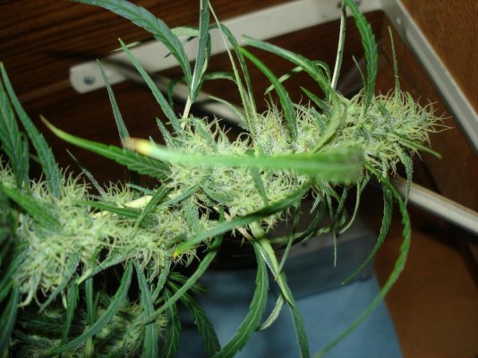 week 8 and outdoor 019.jpg