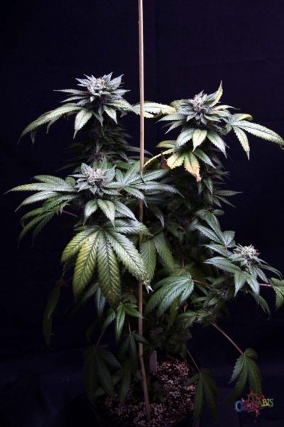 purple-kush-harvested-at-day-65.jpg