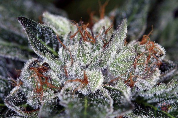 purple-kush-harvested-at-day-65-6.jpg