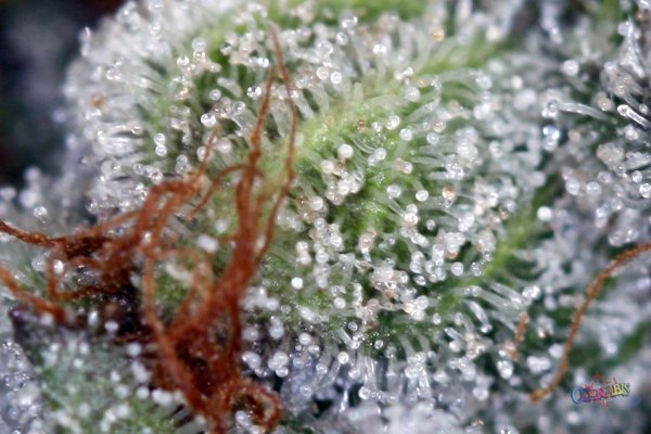 purple-kush-harvested-at-day-65-10.jpg