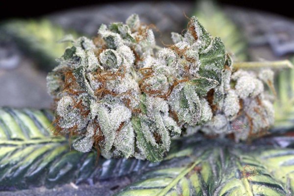 purple-kush-dry-nugs-018.jpg
