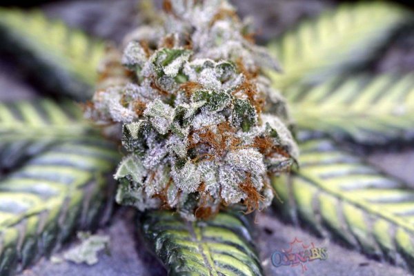 purple-kush-dry-nugs-017.jpg