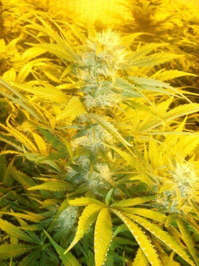 phat-russian-nft-styleee-4.jpg
