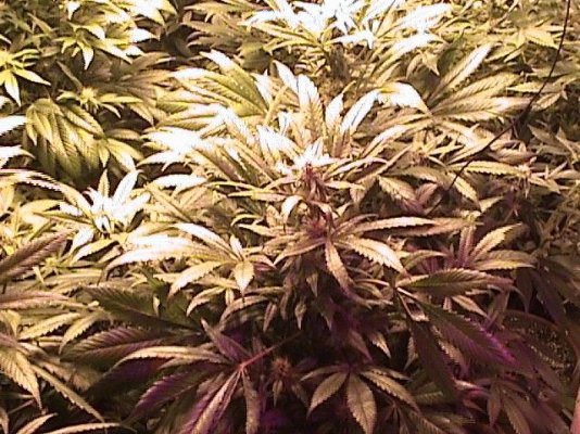 White Rhino #2 Flower Day 30-1.JPG