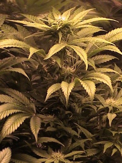 White Rhino #3 Flower Day 30.JPG