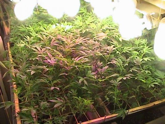TW SCROG Flower Day 13.JPG