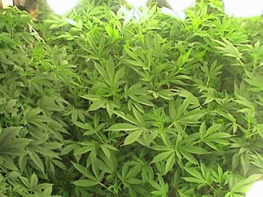 TW SCROG Flower Day 16-1.JPG
