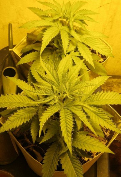CBD Crew / Anyone growing any?