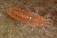 Voracious Russet Mite killer/prevention
