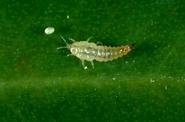 Voracious Russet Mite killer/prevention