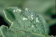Voracious Russet Mite killer/prevention