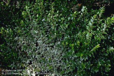Voracious Russet Mite killer/prevention