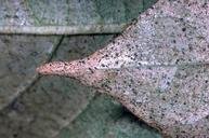 Voracious Russet Mite killer/prevention