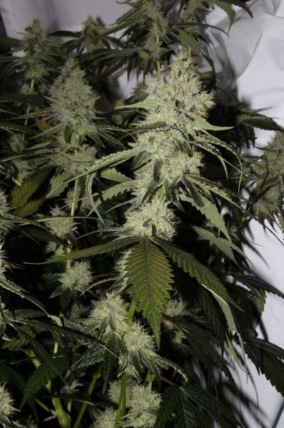 veg+bloom, 1 part powder in socal tap