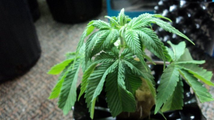 How do YOU get clones to root in rockwool?