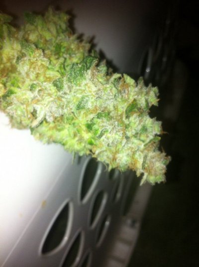 prodigy's Big Bushes!!!!