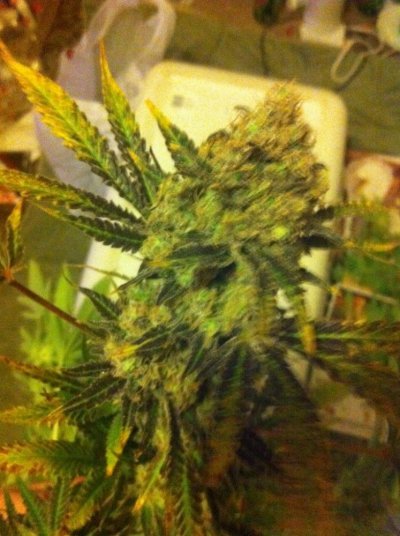 prodigy's Big Bushes!!!!