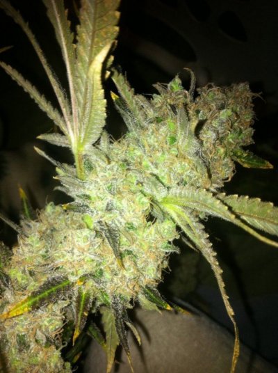prodigy's Big Bushes!!!!