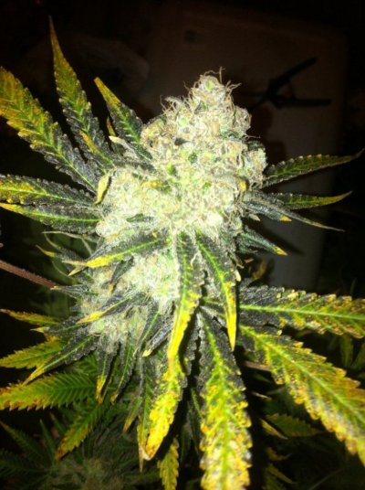prodigy's Big Bushes!!!!