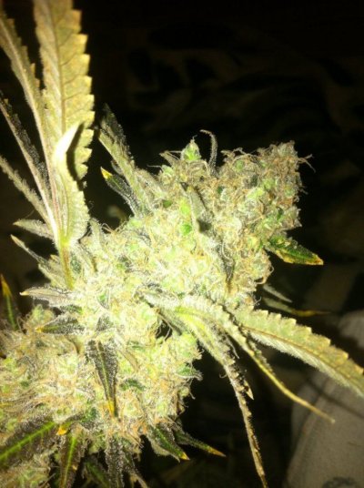 prodigy's Big Bushes!!!!