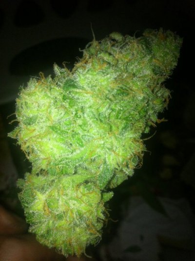prodigy's Big Bushes!!!!