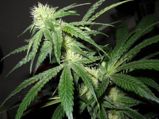 Fruity Pebble OG ~SMF~