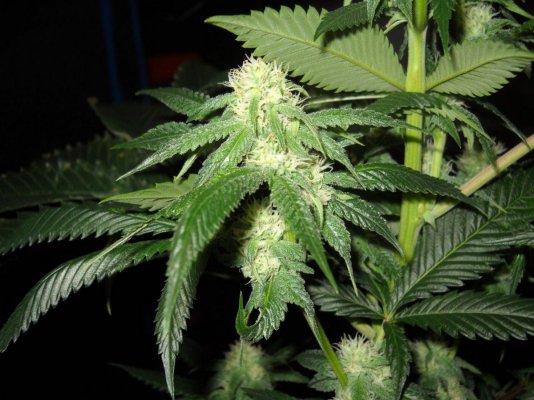 Fruity Pebble OG ~SMF~