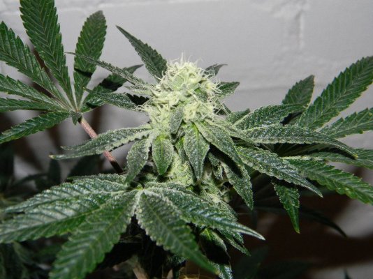 GSC