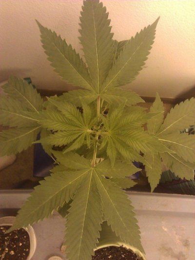 Dinafem Original Amnesia -First Time Grow-