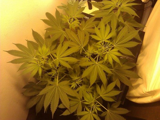 Dinafem Original Amnesia -First Time Grow-