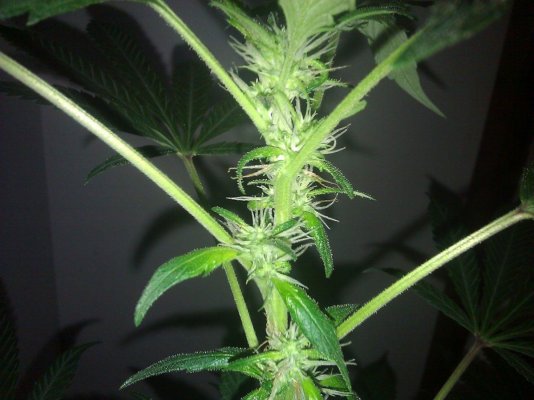 Dinafem Original Amnesia -First Time Grow-