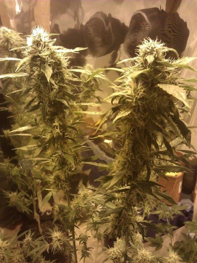 Dinafem Original Amnesia -First Time Grow-