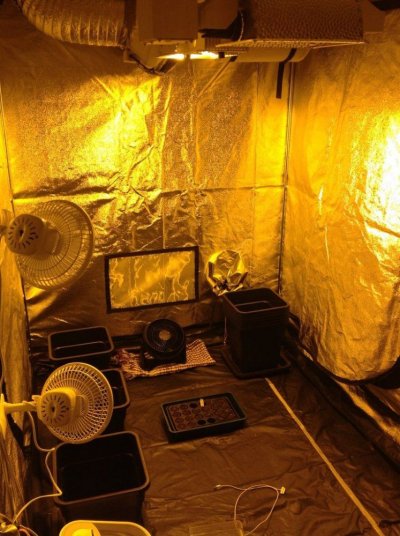 secret jardin dr300w x3 GAVITA pro lights 2x1150 watts 1x600 watt
