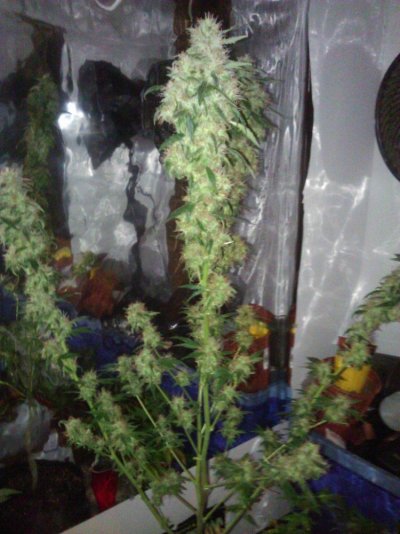 Dinafem Original Amnesia -First Time Grow-