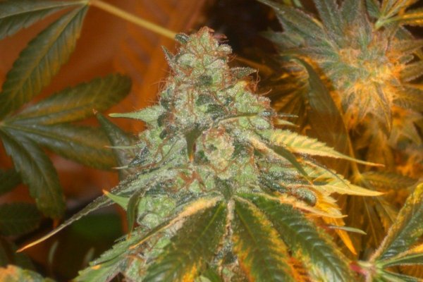 Dinafem OG Kush???