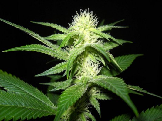 Fruity Pebble OG ~SMF~