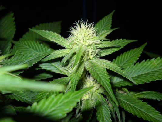 Fruity Pebble OG ~SMF~