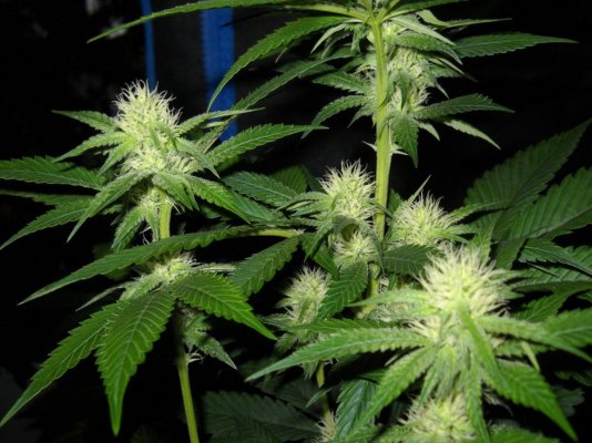 Fruity Pebble OG ~SMF~