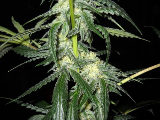 Fruity Pebble OG ~SMF~