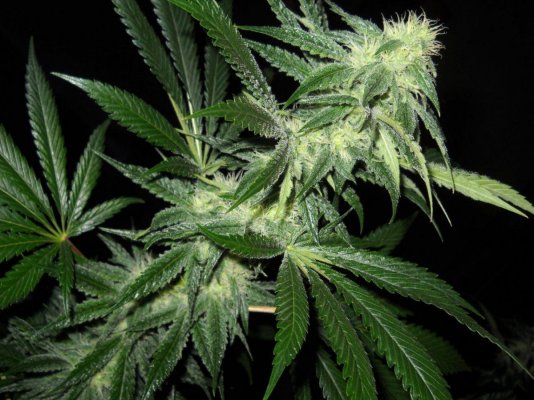 Fruity Pebble OG ~SMF~